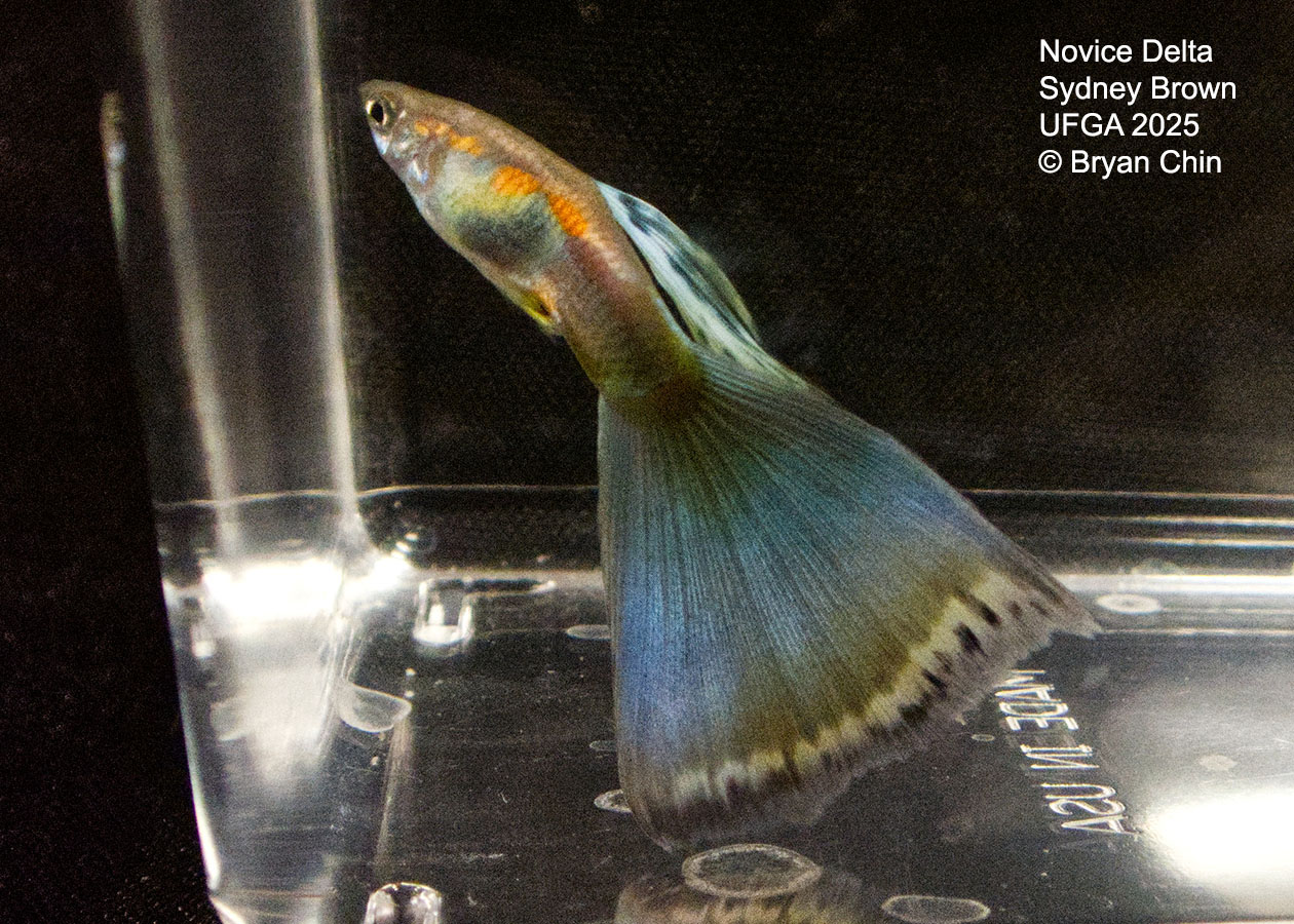 Guppy Novice